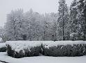 lodineve (137)